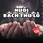 Bạch thủ lô khung 2 ngày, nuôi lô bạch thủ 1 số chính xác