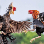 Xem trực tiếp đá gà