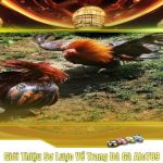 Giới Thiệu Sơ Lược Về Trang Đá Gà Alo789