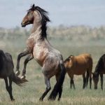 Ý nghĩa của giấc mơ về ngựa