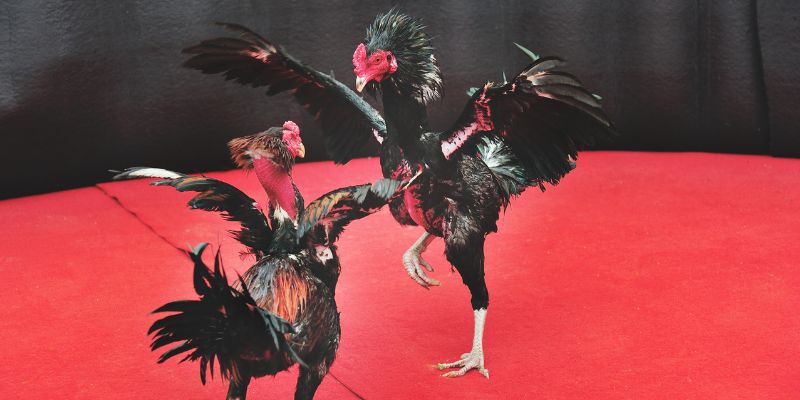 Cách Thức Tổ Chức Một Trận Đá Gà Truyền Thống