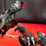 Lịch Sử Hình Thành Đá Gà Truyền Thống