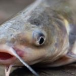 Mơ thấy cá và cách diễn giải theo các trường hợp cụ thể