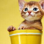 Ý nghĩa của việc nằm mơ thấy mèo con