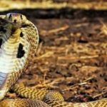 Ý nghĩa chung khi nằm mơ thấy rắn