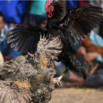 Đá gà trực tiếp SV368