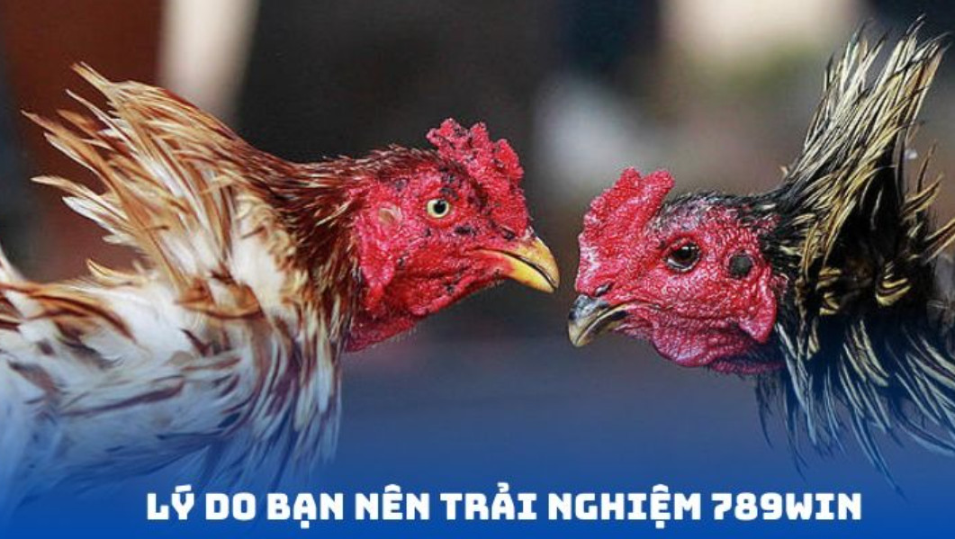 Một số hình thức chọi gà được yêu thích tại 789WIN