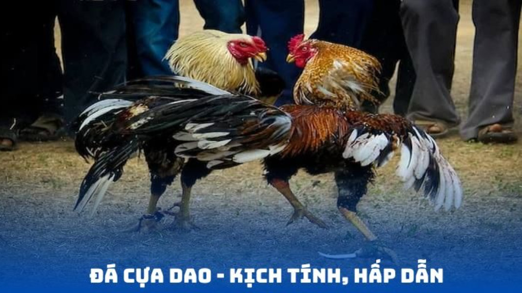 Một số hình thức chọi gà được yêu thích tại 789WIN