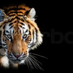 Hiểu Về Biểu Tượng Của Hổ Trong Các Giấc Mơ