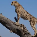 Giấc mơ về con báo - Ý nghĩa và biểu tượng