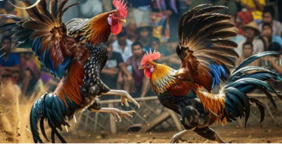Mẹo Chơi Đá Gà SV388 Hiệu Quả
