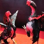 Sự khác biệt khi xem đá gà HD không quảng cáo