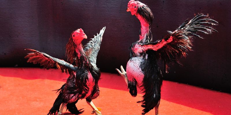 Sự khác biệt khi xem đá gà HD không quảng cáo