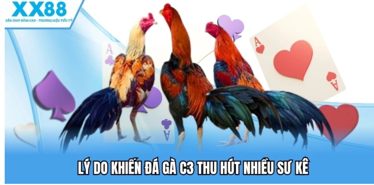 Mẹo soi kèo và kinh nghiệm đặt cược đá gà C3